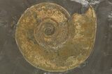 Plate of Jurassic Ammonite Fossils - Posidonia Shale, Germany #279325-1